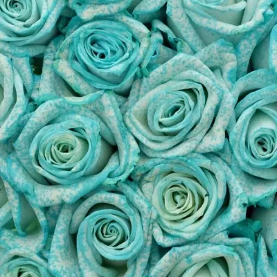 Kytice 35 ledově modrých růží ICE BLUE VENDELA