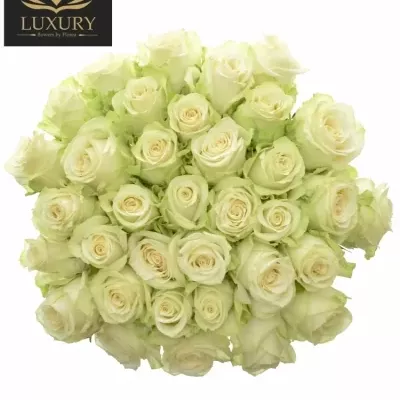 Kytice 35 luxusních růží ADALONIA 55cm