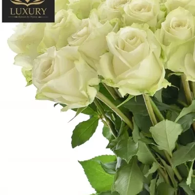Kytice 35 luxusních růží ADALONIA 80cm