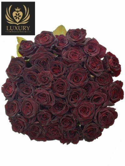 Kytica 35 luxusných ruží BLACK BACCARA 60cm