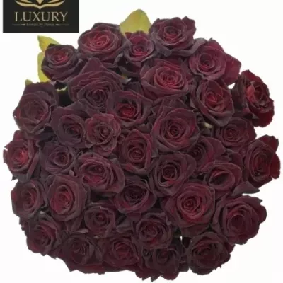 Kytice 35 luxusních růží BLACK BACCARA 70cm
