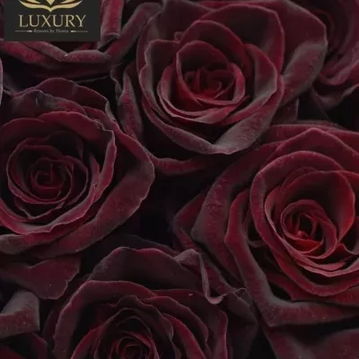 Kytice 35 luxusních růží BLACK BACCARA 70cm