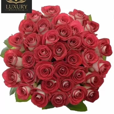 Kytice 35 luxusních růží BLUEZ+ 60cm