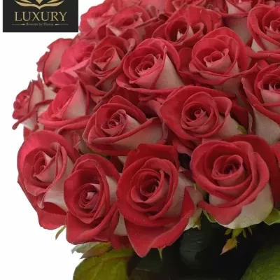 Kytice 35 luxusních růží BLUEZ+ 70cm
