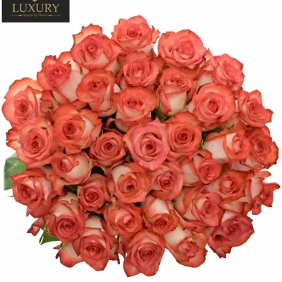 Kytice 35 luxusních růží BLUSH 50cm