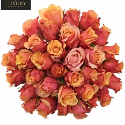 Kytice 35 luxusních růží CHERRY BRANDY 70cm