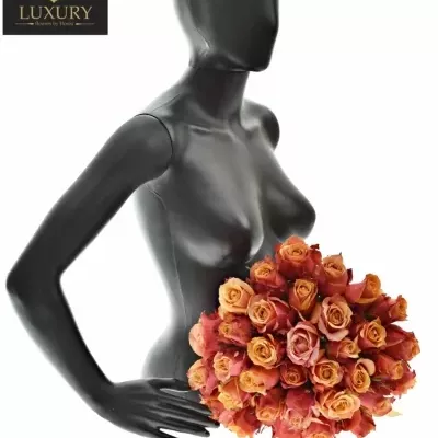 Kytice 35 luxusních růží CHERRY BRANDY 70cm