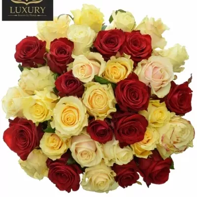Kytice 35 luxusních růží CLEONIE 50cm (XL)