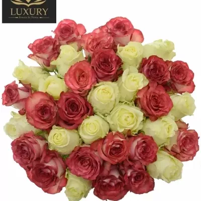 Kytice 35 luxusních růží DAPHNE 80cm