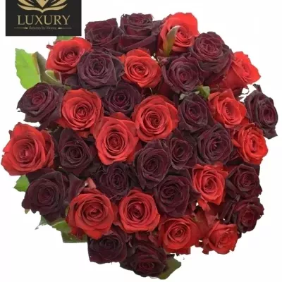 Kytice 35 červených růží DEVONY 50 cm