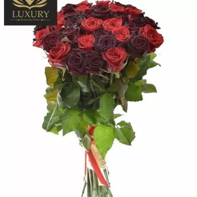 Kytice 35 luxusních růží DEVONY 80cm