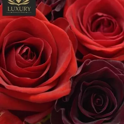 Kytice 35 luxusních růží DEVONY 80cm