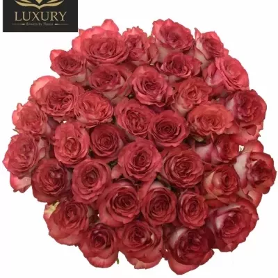  Kytice 35 luxusních růží DIABOLO 80cm