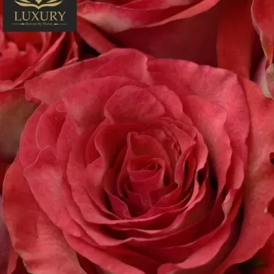  Kytice 35 luxusních růží DIABOLO 