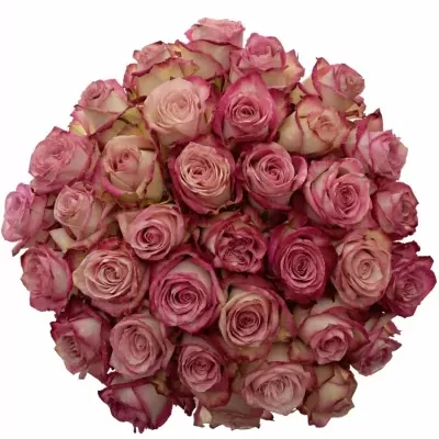 Kytice 35 luxusních růží EDGE 80cm