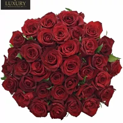 Kytice 35 luxusních růží EVER RED 70cm