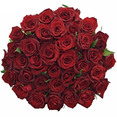 Kytica 35 luxusných ruží EVER RED 70cm
