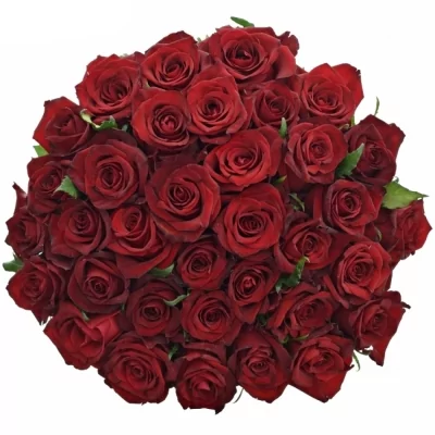Jednodruhová kytice 35 červených růží EVER RED 60 cm