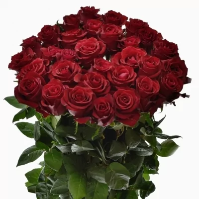 Kytica 35 luxusných ruží EVER RED 90cm