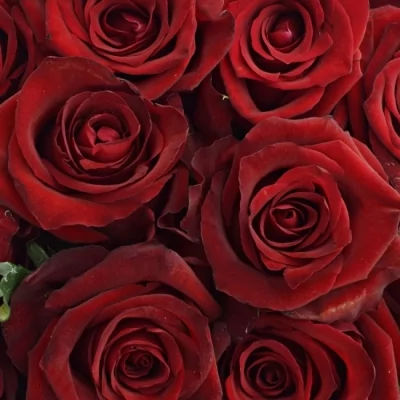  Kytice 35 luxusních růží EVER RED