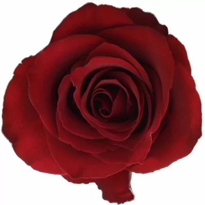 Kytica 35 luxusných ruží EVER RED 60cm