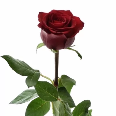 Kytica 35 luxusných ruží EVER RED 90cm