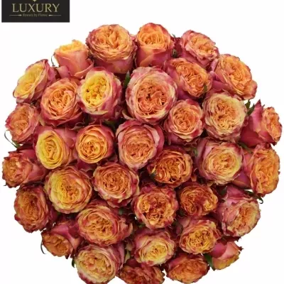 Kytice 35 luxusních růží HURRICANE 50cm