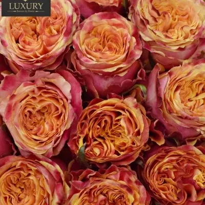 Kytice 35 luxusních růží HURRICANE 50cm