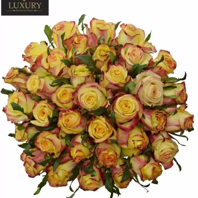 Kytice 35 luxusních růží  KNOX 70cm
