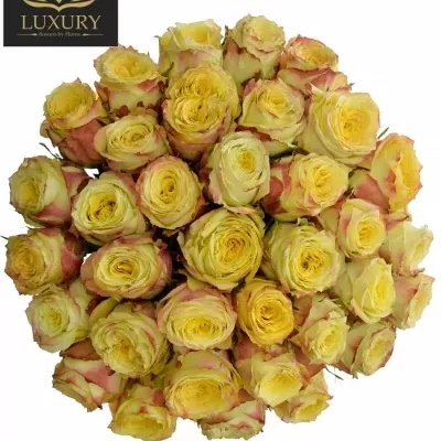 Kytice 35 luxusních růží KRYPTONITE 80cm