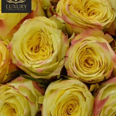 Kytice 35 luxusních růží KRYPTONITE 60cm