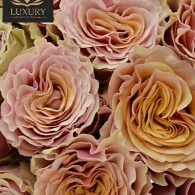 Kytice 35 luxusních růží MABELLA 60cm