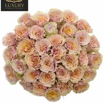 Kytice 35 luxusních růží MABELLA 50cm