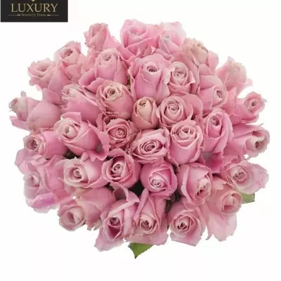 Kytice 35 luxusních růží PINK AVALANCHE+ 60cm
