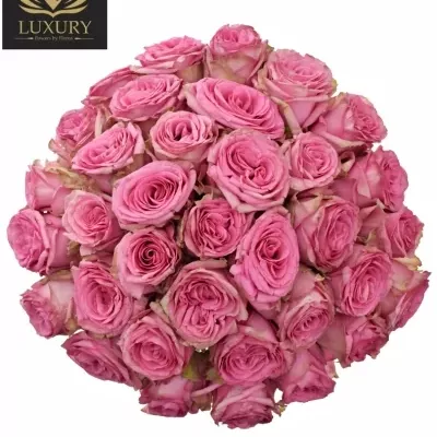 Kytice 35 luxusních růží PINK TORRENT 90cm