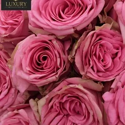 Kytice 35 luxusních růží PINK TORRENT 50cm