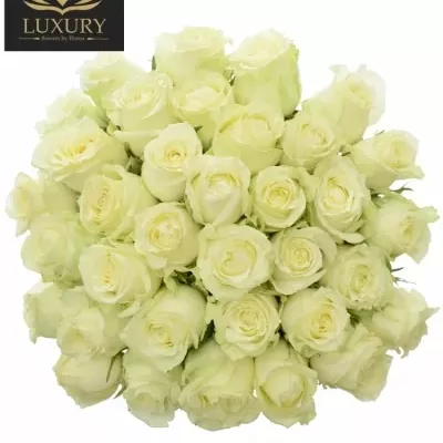 Kytice 35 luxusních růží QUEEN OF AFRICA XL 50cm