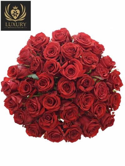 Kytice 35 luxusních růží RED EAGLE 60cm