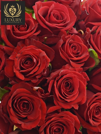 Kytice 35 luxusních růží RED EAGLE 60cm