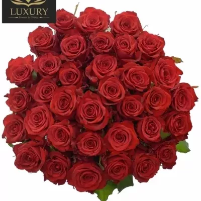 Kytice 35 luxusních růží RED EAGLE 55cm