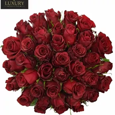 Kytice 35 luxusních růží RED LION 50cm