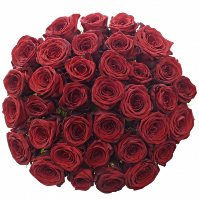 Jednodruhová kytice 35 červených růží RED NAOMI! 60 cm