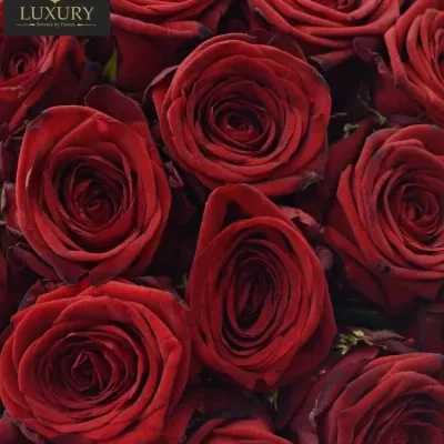Kytice 35 luxusních růží RED NAOMI! 
