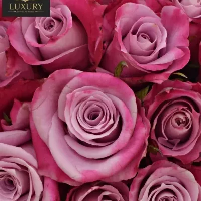 Kytice 35 luxusních růží ROCKFIRE 50cm