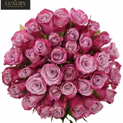 Kytice 35 luxusních růží ROCKFIRE 90cm