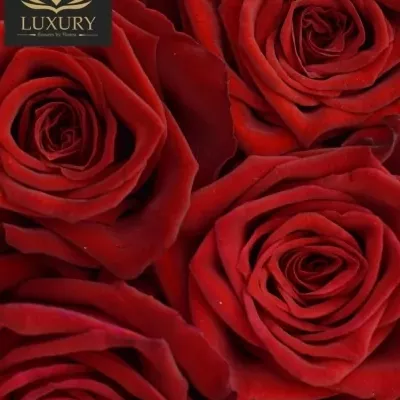 Kytice 35 luxusních růží TESTAROSSA 