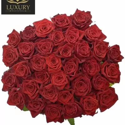 Kytice 35 luxusních růží TESTAROSSA 60cm