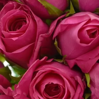 Kytice 35 malinových růží ADAMMA 40cm