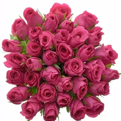 Kytice 35 malinových růží ADAMMA 60cm