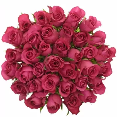 Kytice 35 malinových růží GRAND EUROPE 50cm